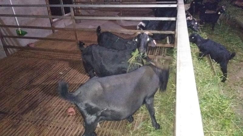 宜宾江安努比亚黑山羊种羊40-50斤全国可养