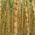 黄皮果蔗4~6斤3~4cm2.5~3米