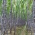 黄皮果蔗4~6斤3~4cm2.5~3米