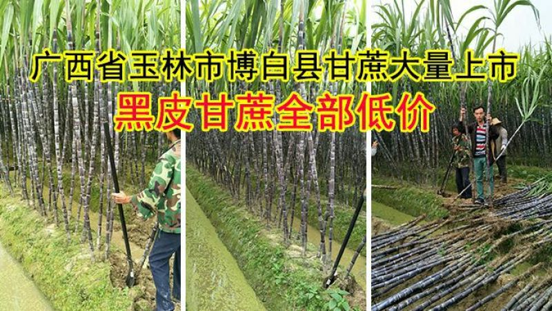 黄皮果蔗4~6斤3~4cm2.5~3米