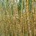 黄皮果蔗4~6斤3~4cm2.5~3米