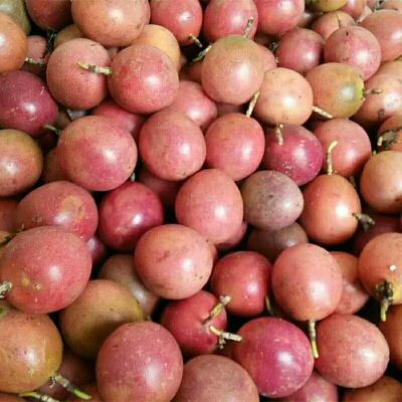 红金龙芒果20两以上