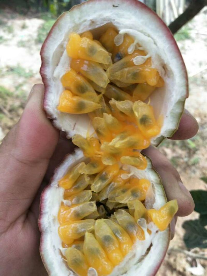 红金龙芒果20两以上