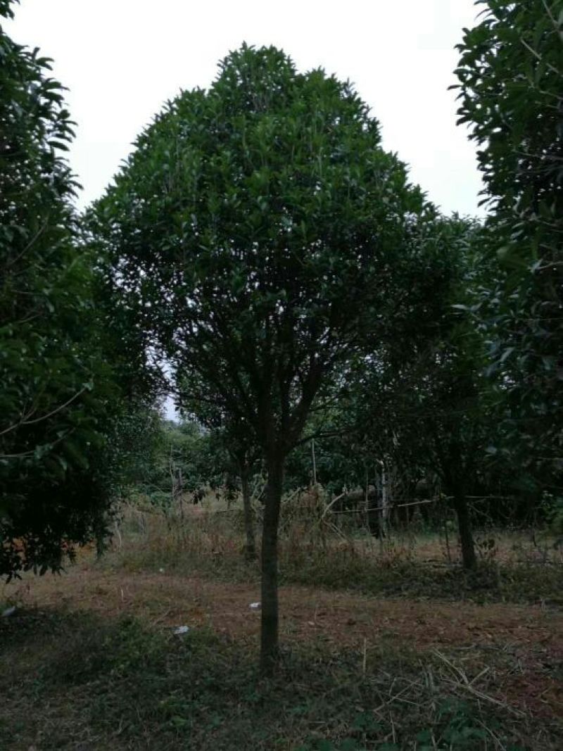 桂花树2~3米14~16cm2.5~3米