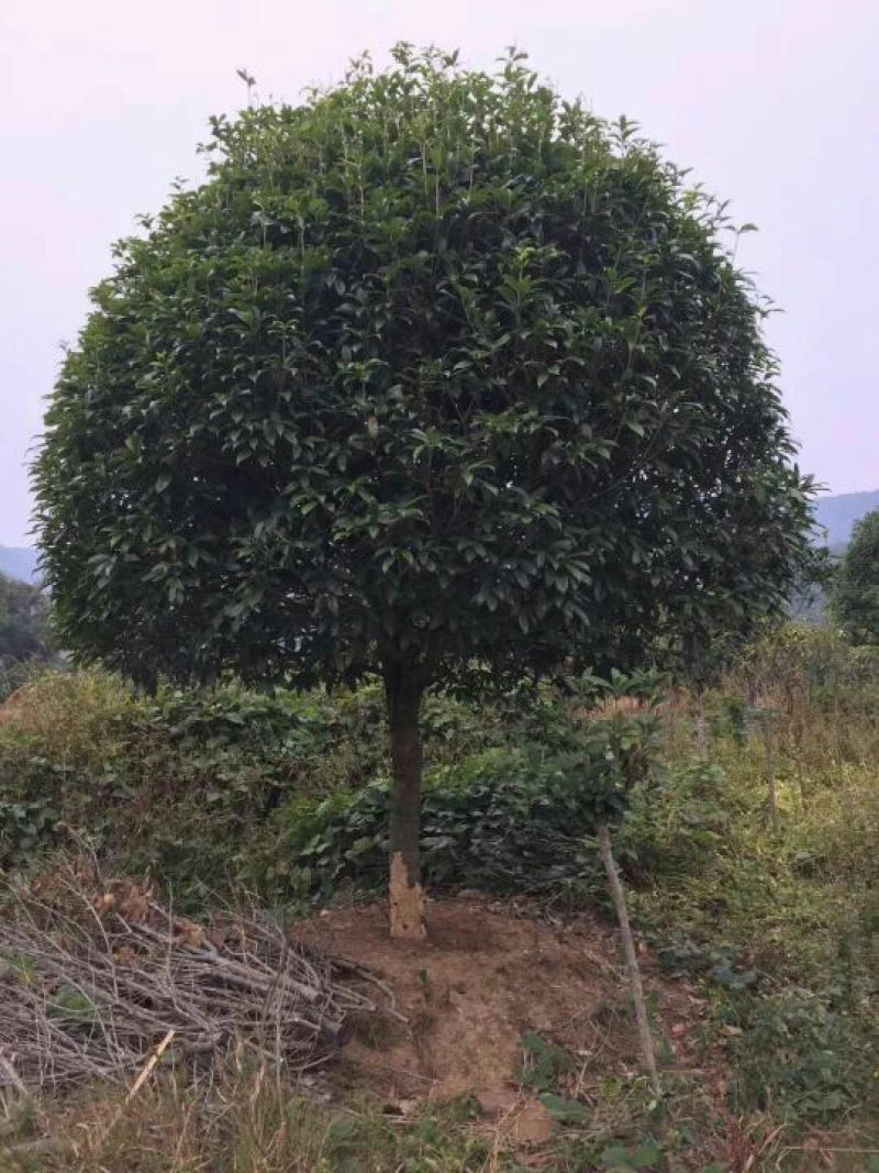 桂花树2~3米14~16cm2.5~3米