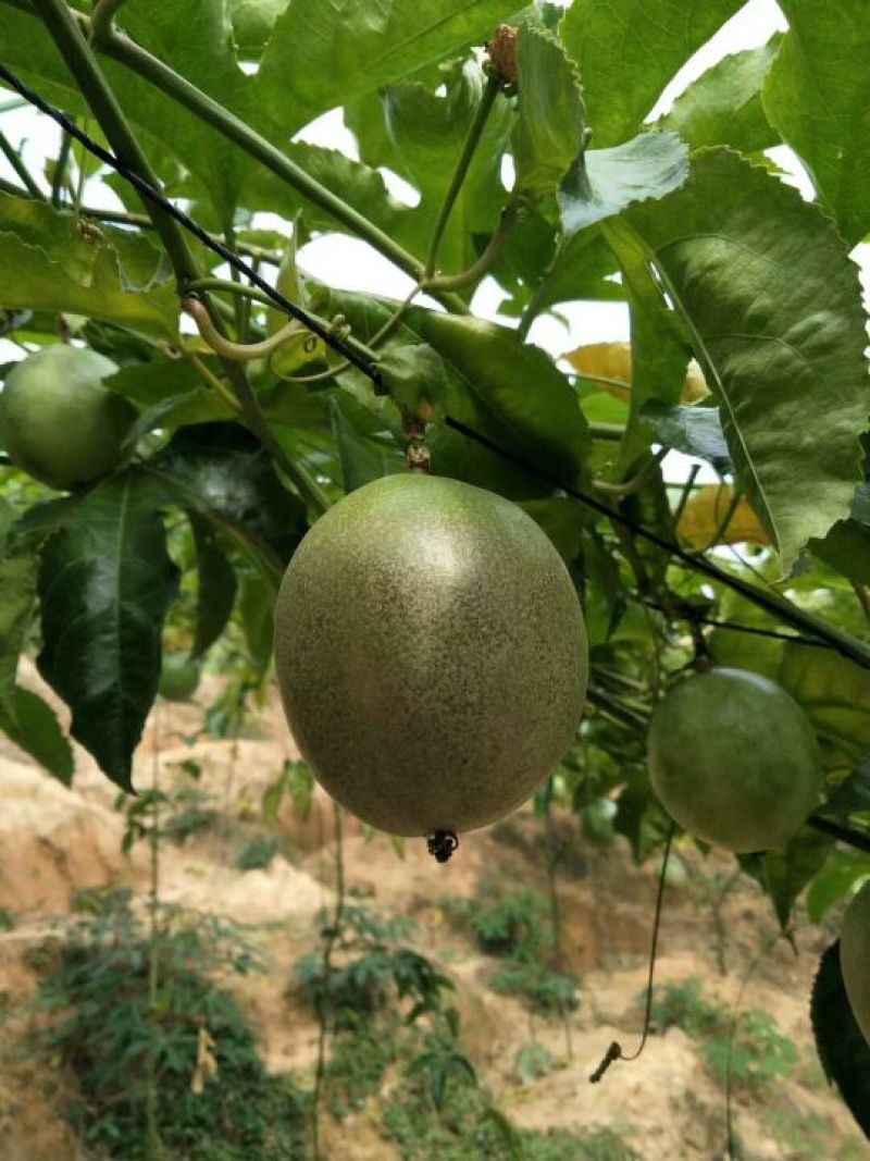 黄金百香果80~90g黄果