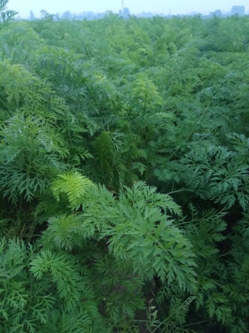 三红胡萝卜带土/水洗均有成色好耐运输欢迎致电