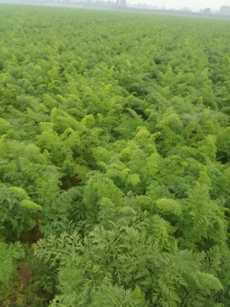 三红胡萝卜带土/水洗均有成色好耐运输欢迎致电