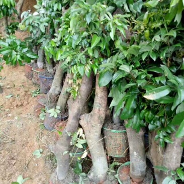 荔枝桂米苗4～8cm