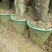 荔枝桂米苗4～8cm