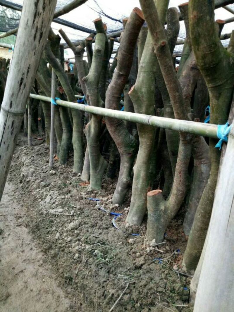 荔枝桂米苗4～8cm