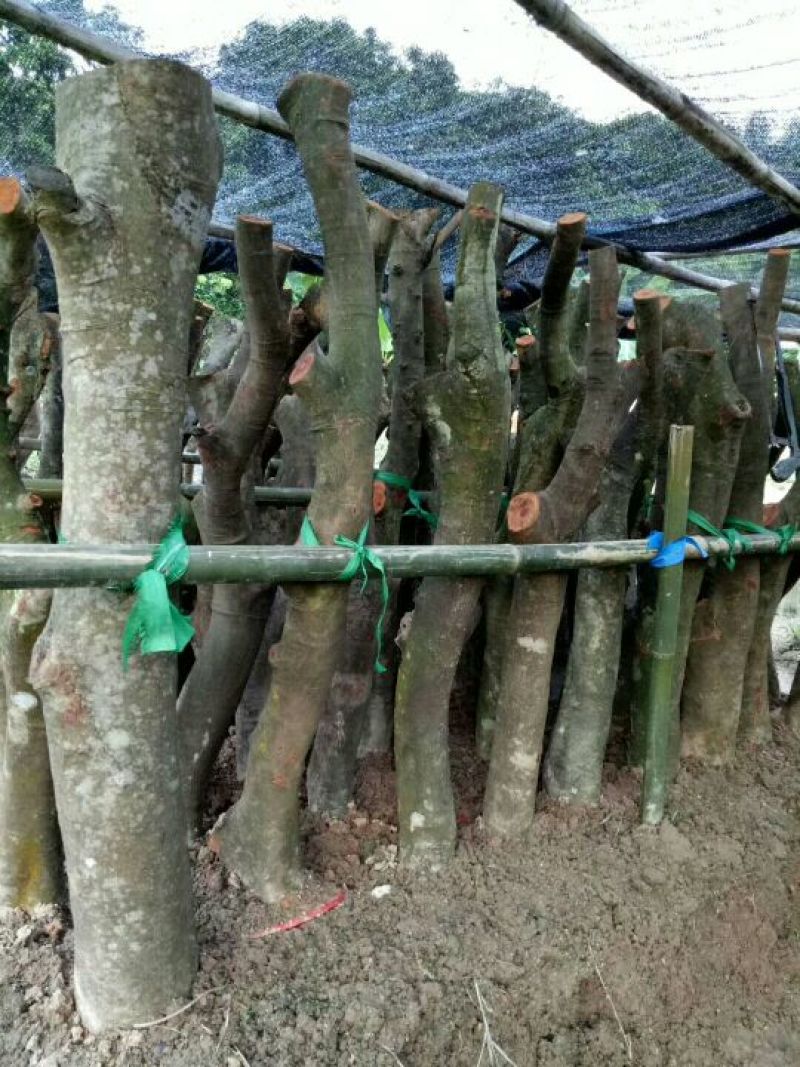 荔枝桂米苗4～8cm