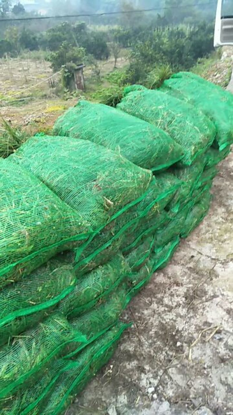 小叶麦冬苗。一手货源。产地直供。视频看货。价格低
