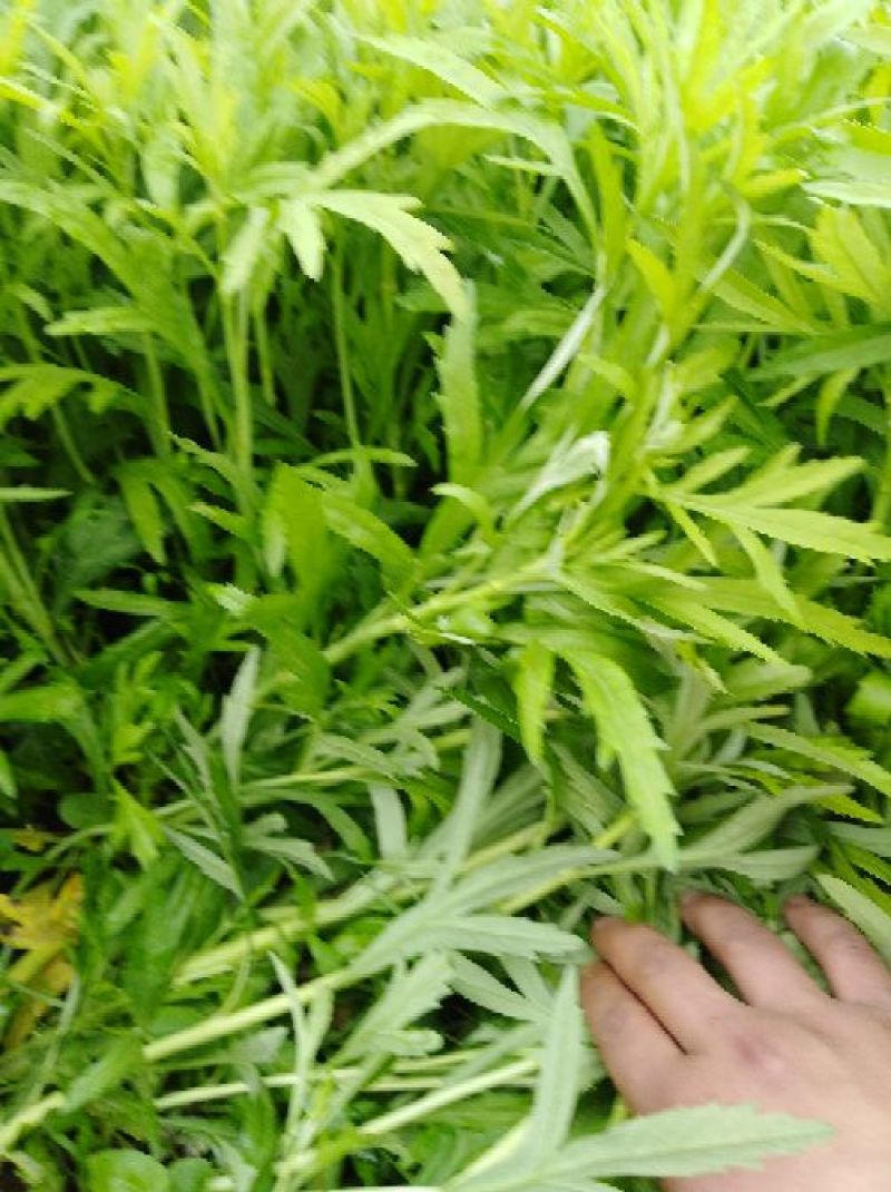 芦篙
