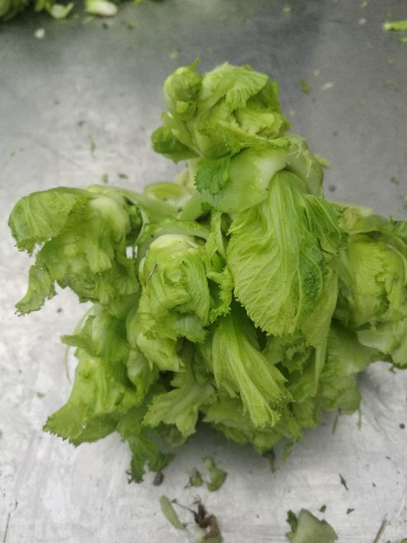四川精品新鲜儿菜现摘现发时令蔬菜当季母子菜基地直发