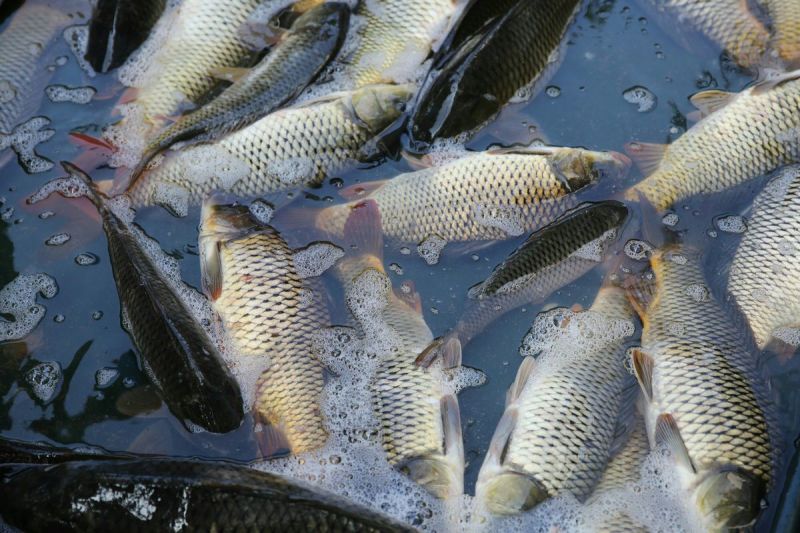 鲤鱼食用3公斤以上