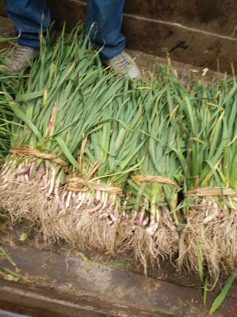 红根蒜苗40~45cm