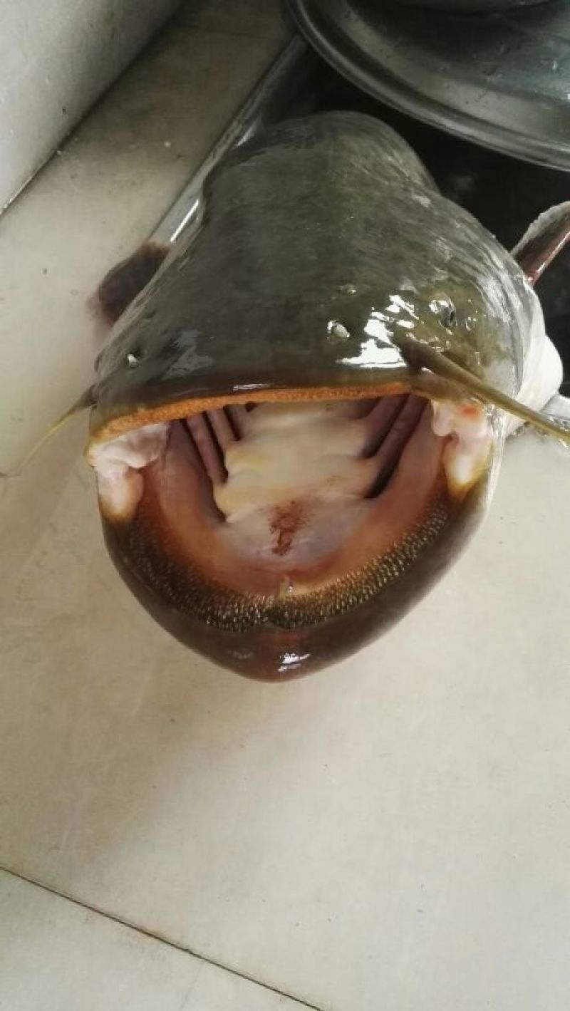 土鲶鱼鱼苗