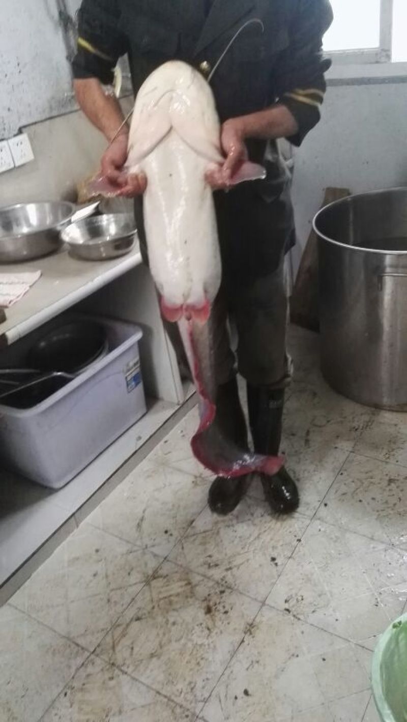 土鲶鱼鱼苗