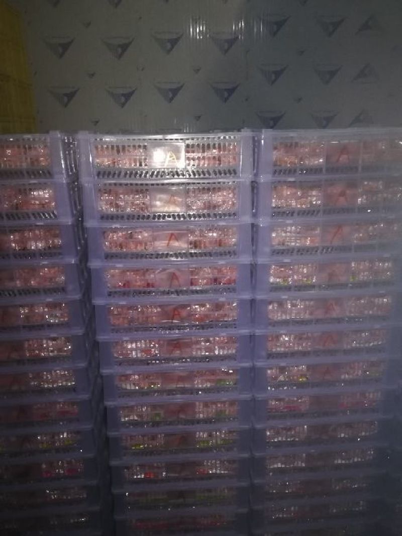 柿饼1~2两