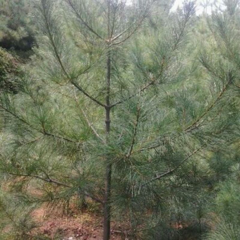 华山松杯苗，华山松大田，苗木农户，量大从优
