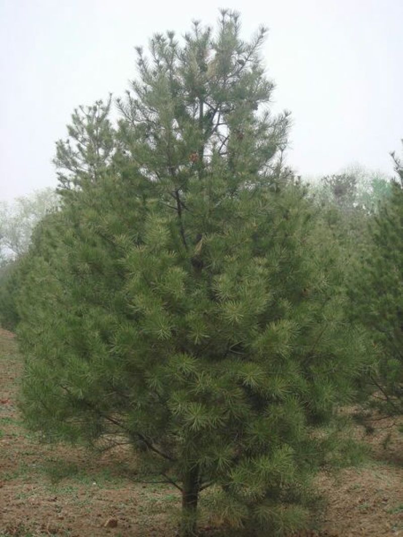华山松杯苗，华山松大田，苗木农户，量大从优
