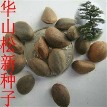 华山松子特级