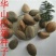 华山松子特级