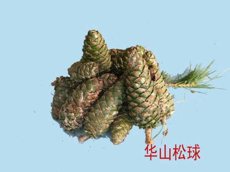 华山松子特级