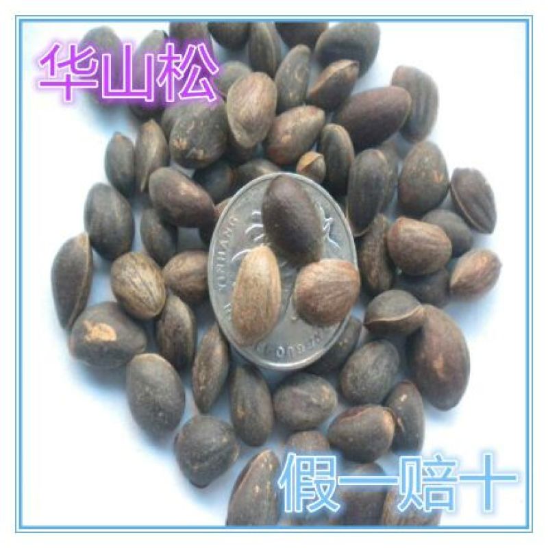 华山松子特级
