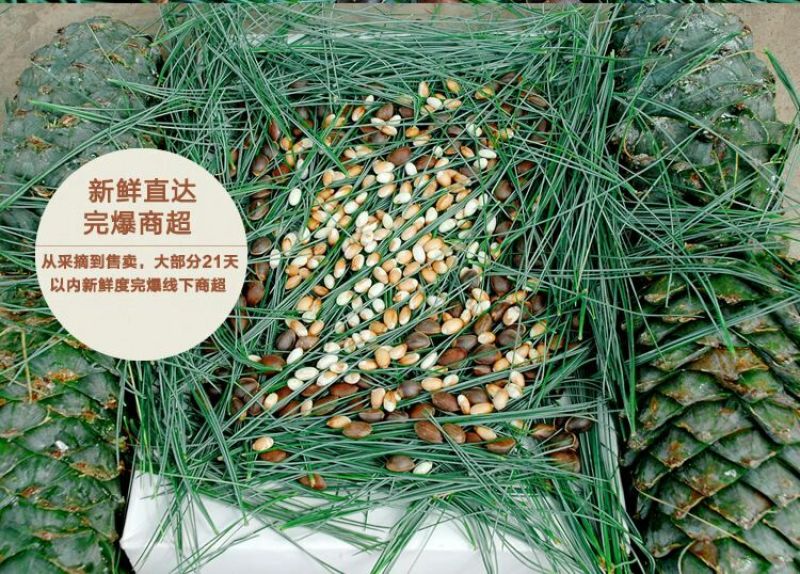 华山松子特级