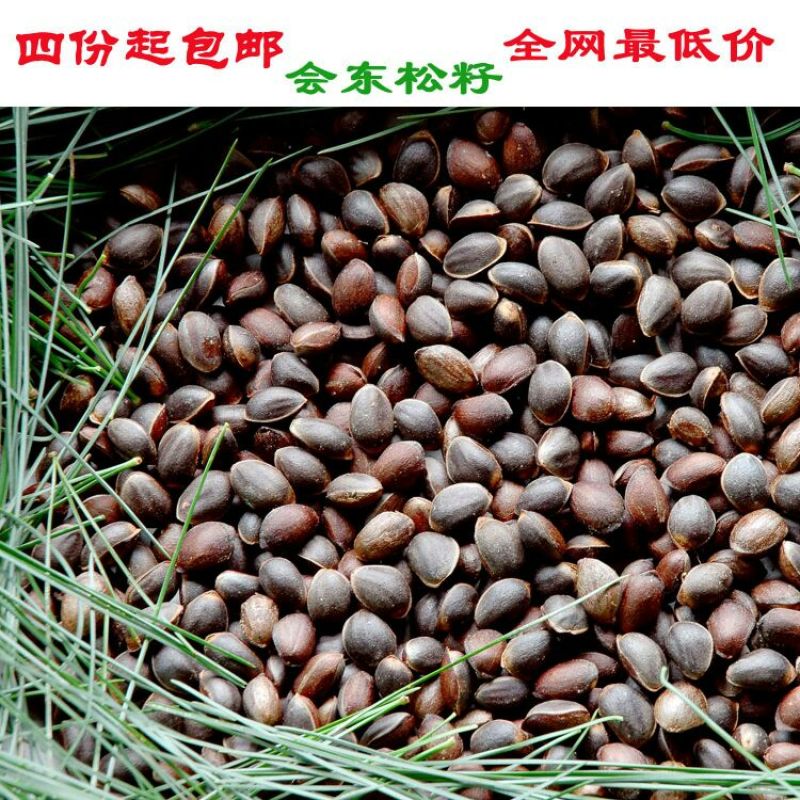 华山松子特级