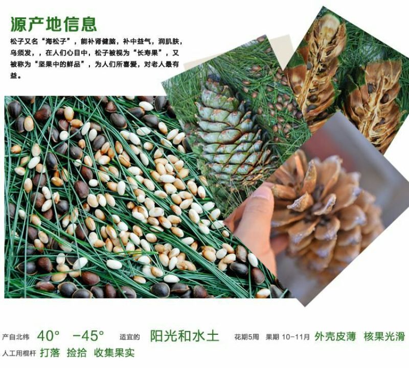 华山松子特级