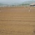 桓仁正阳刺五加苗圃常年出售刺五加苗，刺五加种苗