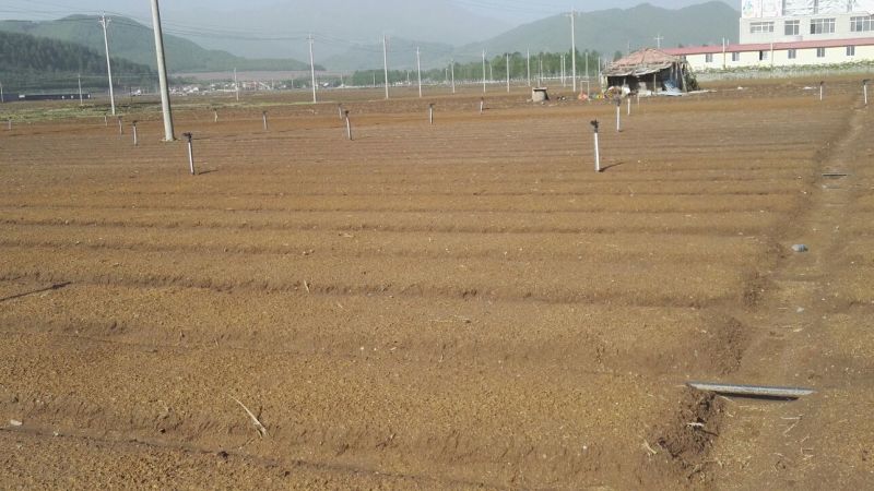 桓仁正阳刺五加苗圃常年出售刺五加苗，刺五加种苗
