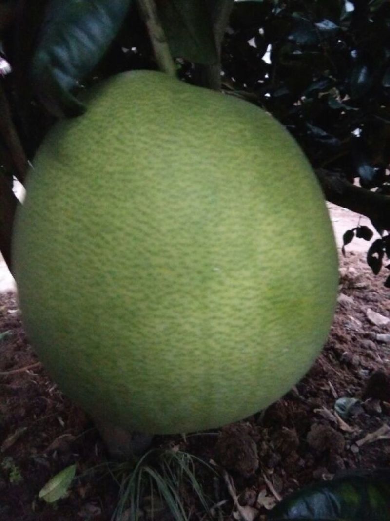 红心蜜柚苗，0，6至一公分半起质量保正，2元每株