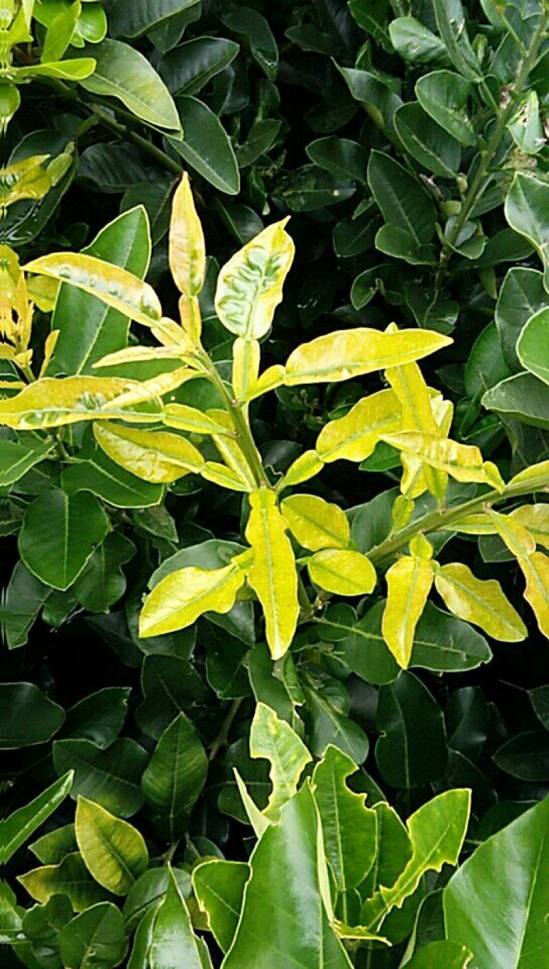 红心蜜柚苗，0，6至一公分半起质量保正，2元每株