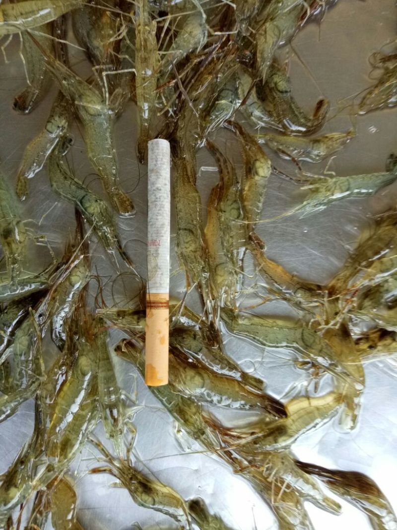 红虾干
