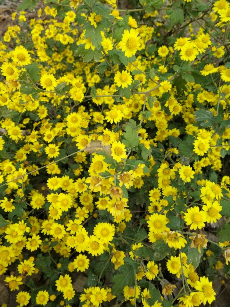 野菊花散装