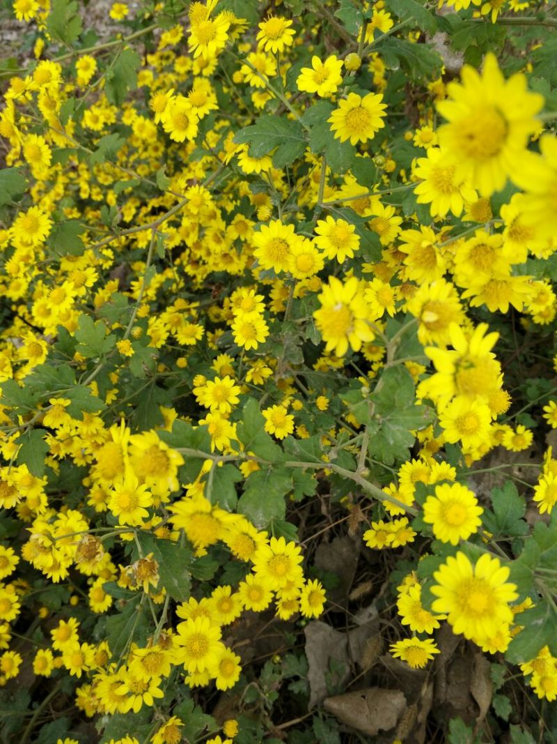 野菊花散装