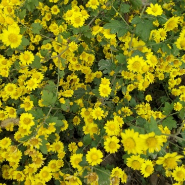 野菊花散装