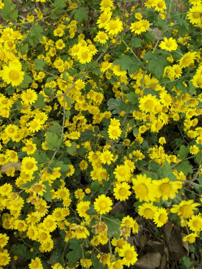 野菊花散装
