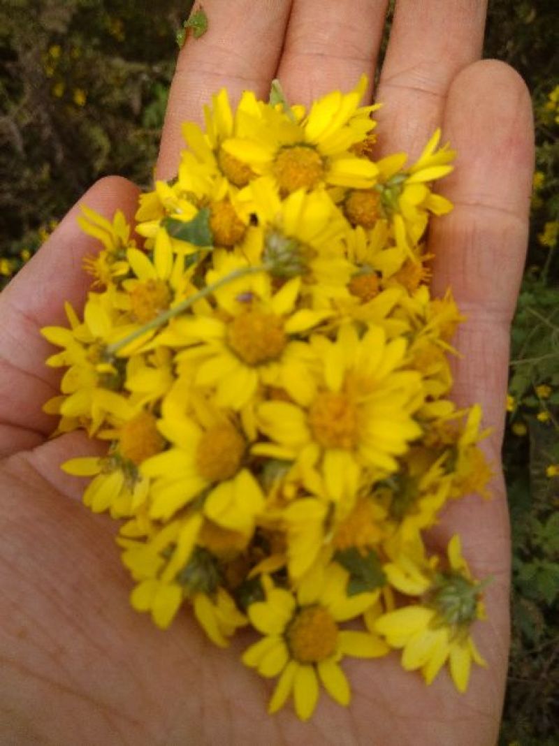 野菊花散装