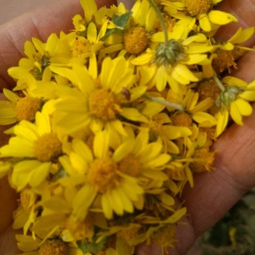 野菊花散装