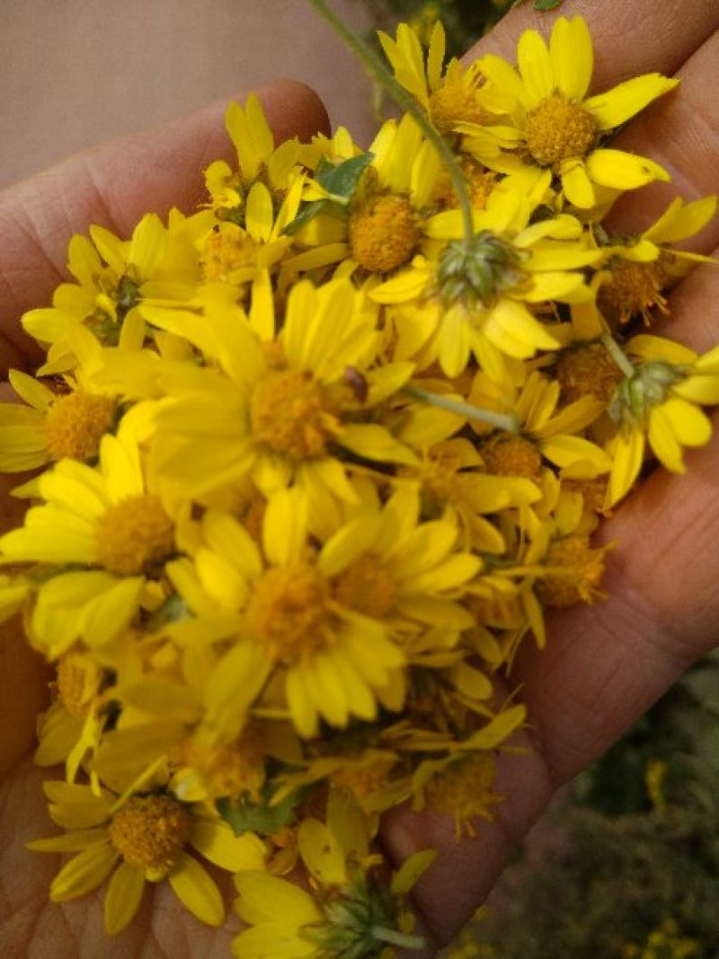野菊花散装