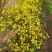 野菊花散装