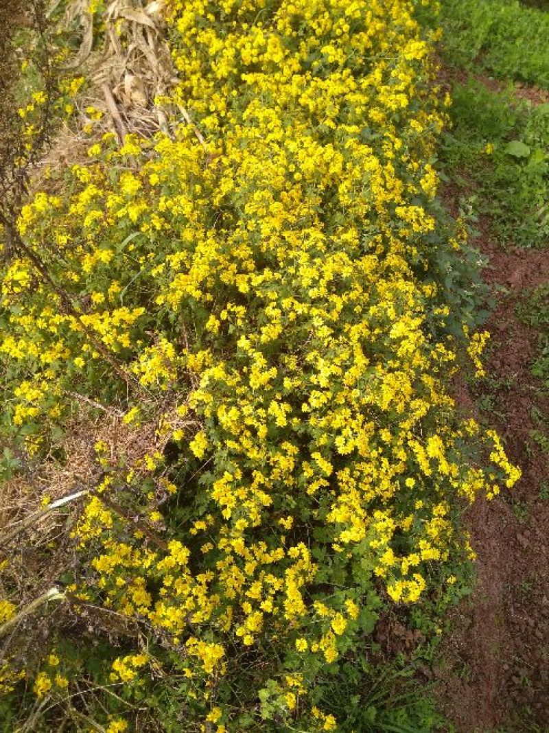 野菊花散装
