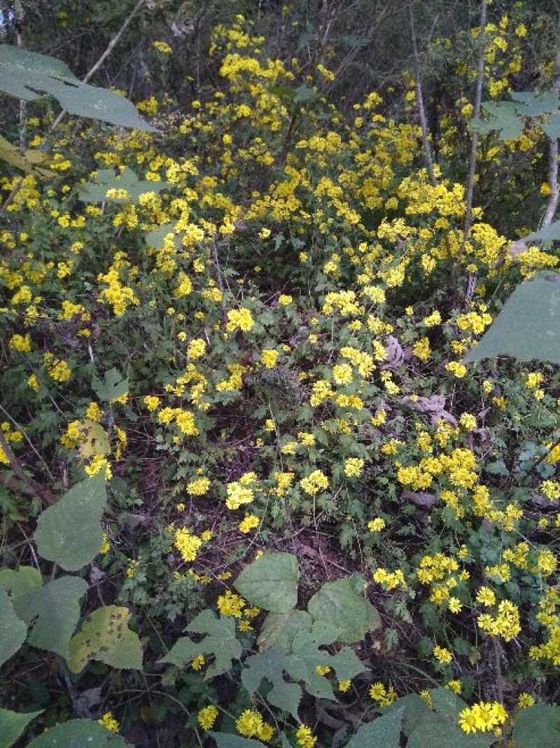 野菊花散装