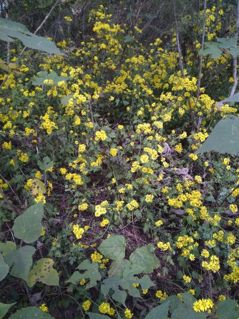 野菊花散装