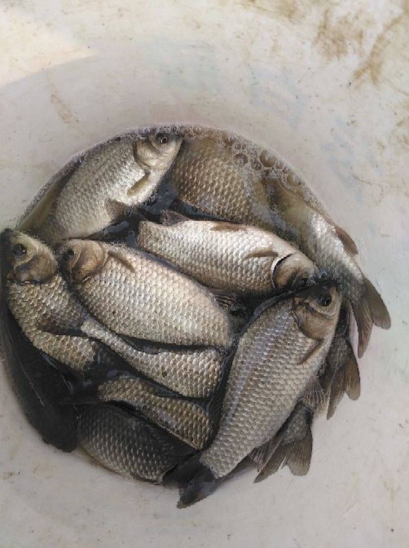 异育银鲫食用